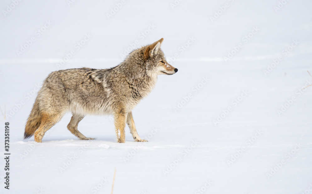 Coyote in the wild Coyote in the wild