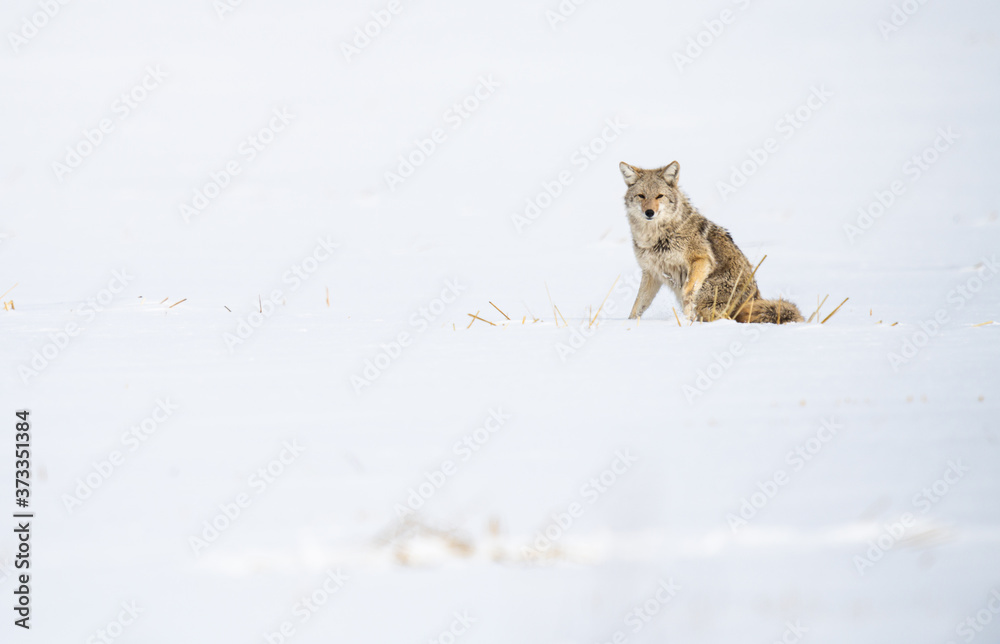 Coyote in the wild