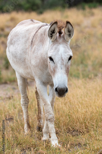 Domestic Mule on a Texas ranch.