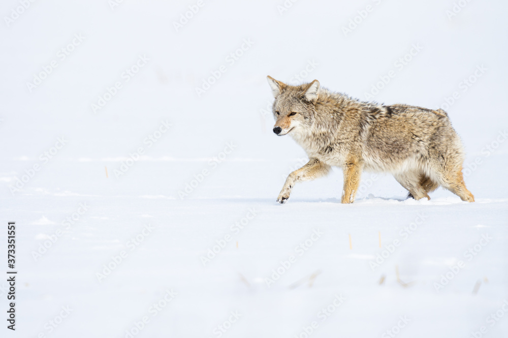 Fototapeta premium Coyote in the wild