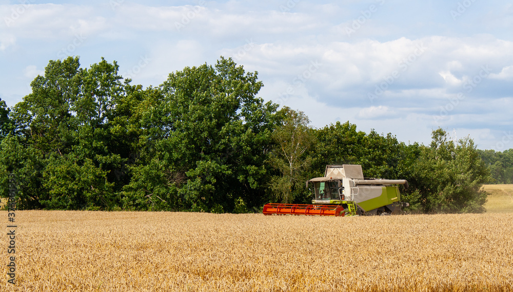 Obraz premium Combine harvester harvests ripe gold wheat in field, against forest and blue sky with clouds background in sunny day. Procurement of cereal seeds by reaping machine for flour production.