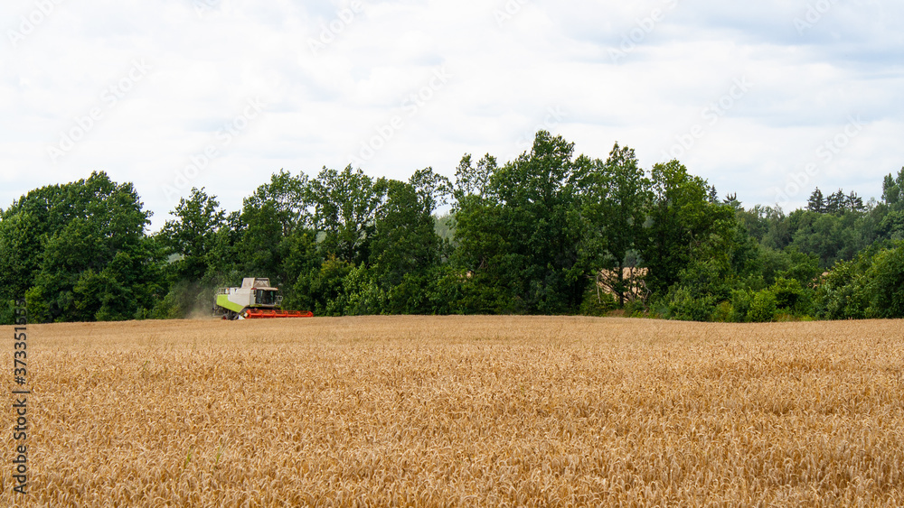 Combine harvester harvests ripe wheat in field, against forest and sky background in sunny day. Procurement of cereal seeds by reaping machine for flour production. View afar. Banner for web site