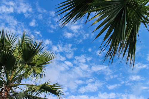 Palm trees in a sky with few clouds.