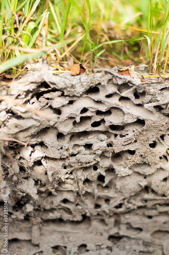 Close-up view of an anthill. Side view on a sunny day.
