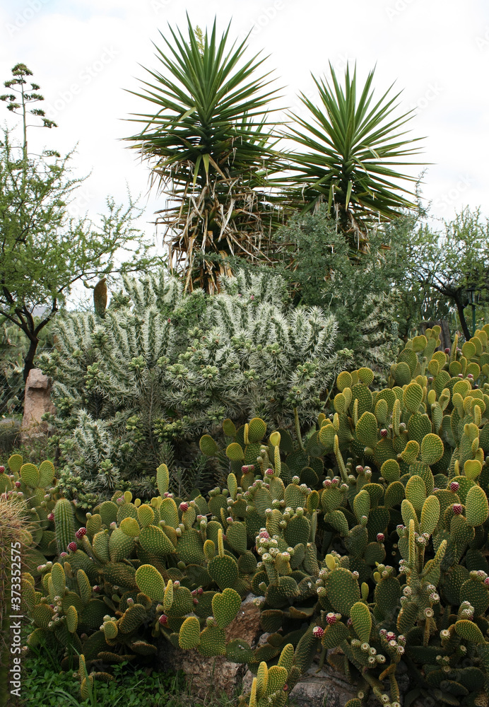Garden decoration and design. View of a yellow Opuntia microdasys, also known as Angel's Wings, and a thorny Cylindropuntia tunicata, also known as Sheathed Cholla, growing in the garden Garden decoration and design. View of a yellow Opuntia microdasys, also known as Angel's Wings, and a thorny Cylindropuntia tunicata, also known as Sheathed Cholla, growing in the garden