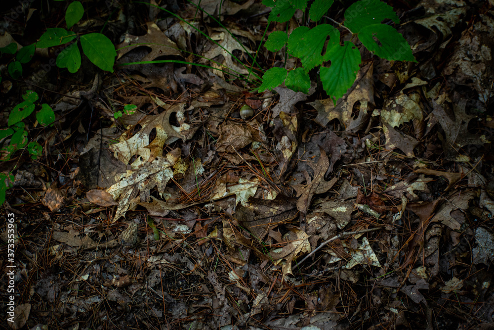 toad hiding in some leaves toad hiding in some leaves