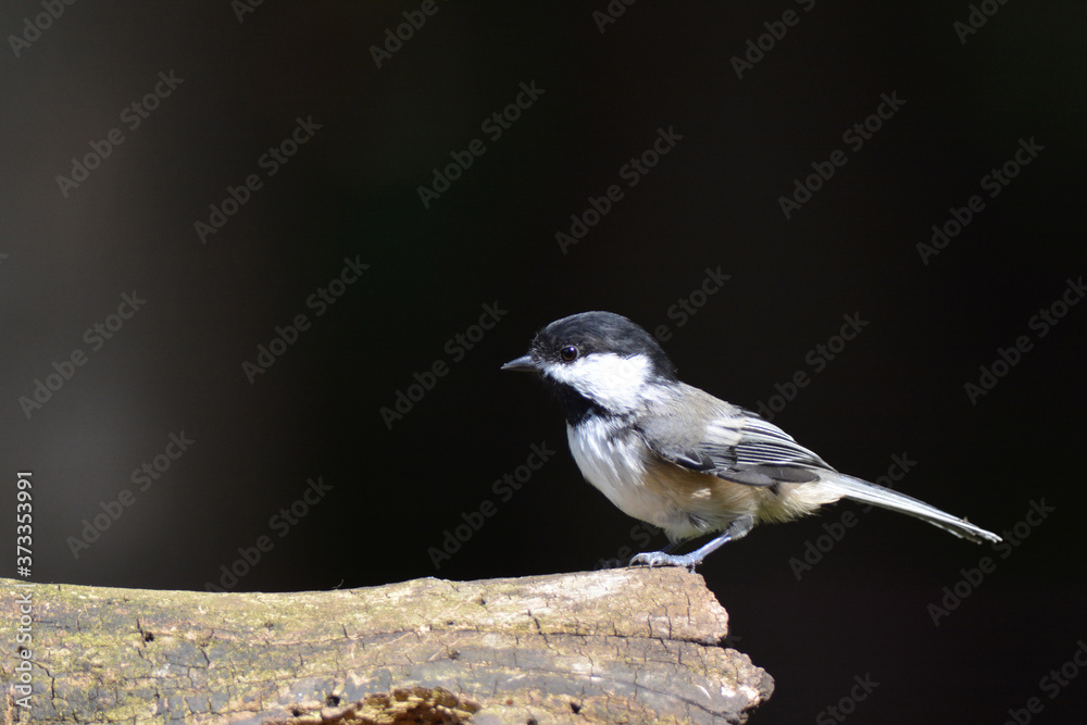 Black Capped Chickadee Black Capped Chickadee
