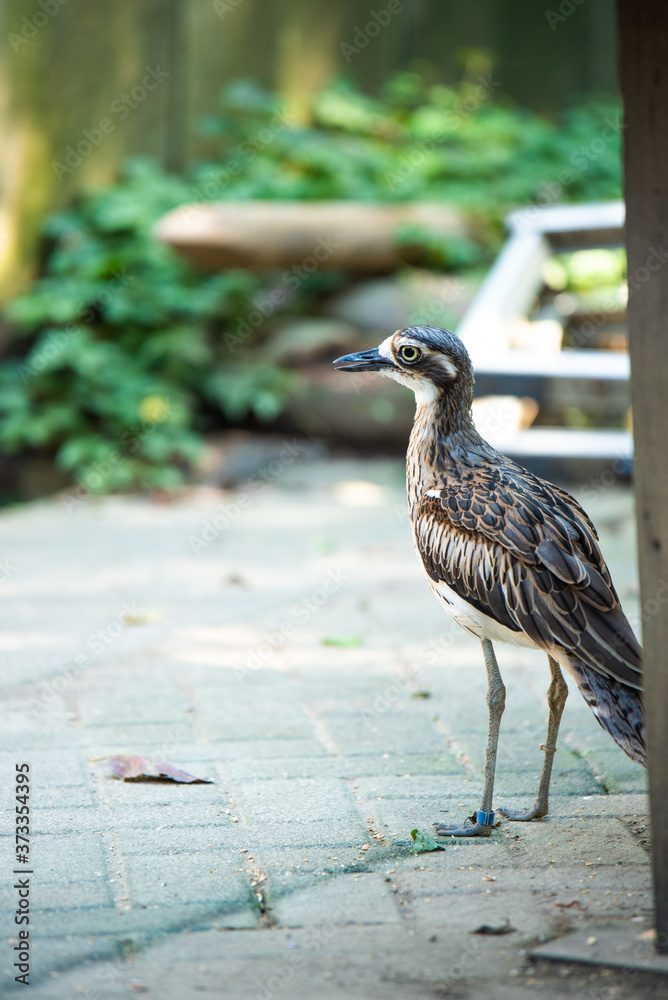 Obraz premium 埼玉県越谷市キャンベルタウン野鳥の森 オーストラリアイシチドリ