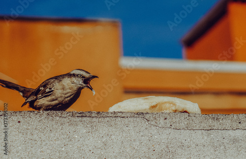 bird eating banana photo