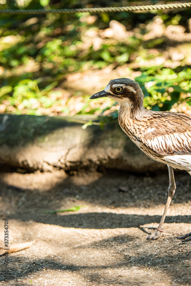 Obraz premium 埼玉県越谷市キャンベルタウン野鳥の森 オーストラリアイシチドリ