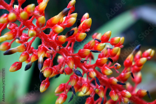 Bromeliad flower buds