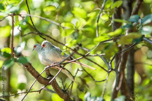 埼玉県越谷市キャンベルタウン野鳥の森　ウスユキバト photo