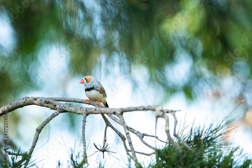 埼玉県越谷市キャンベルタウン野鳥の森 キンカチョウ