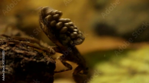 Pregnant water bugs males looking after their egg pads photo