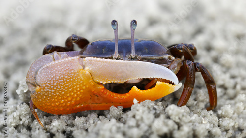 Photography violinist crab on the sand