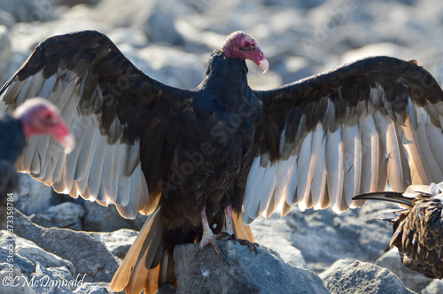 vulture in flight