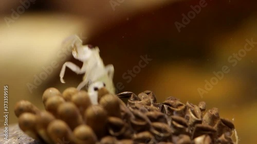 Young water bugs hatching off their father's back photo