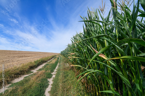 Rural dirt road near the edge of corn or maize field in autumn. Agricultural concept.