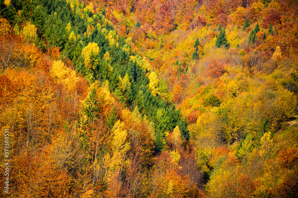 Autumn forest nature. Beautiful autumn landscape with yellow trees. Autumn forest nature. Beautiful autumn landscape with yellow trees.