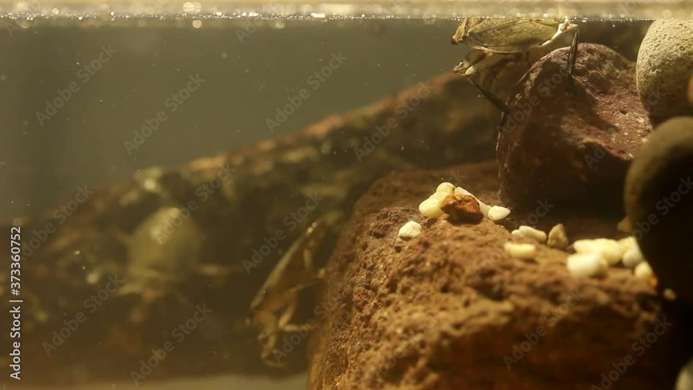 Water bug eating a mealworm beetle, underwater footage Stock ビデオ
