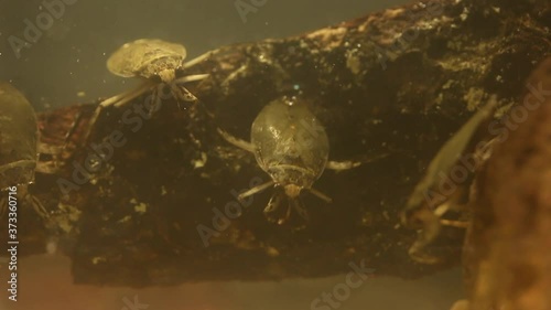 Water bug eating a mealworm beetle, underwater footage photo