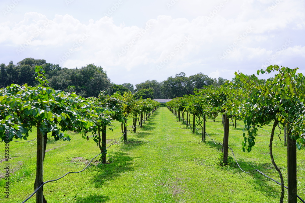 Grape fruit trees in the harvest season in Florida	