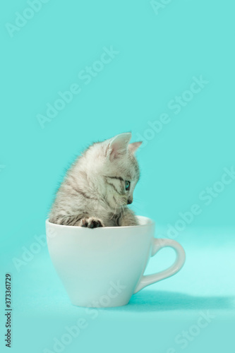 Silver tabby kitten in coffee cup over blue background