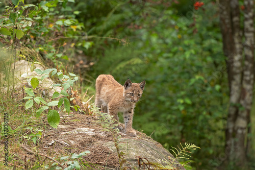 Eurasian lynx, hiding in the forest. Cute lynx living in the wood. Small lynx check surroundings. Rare predator in European nature © prochym