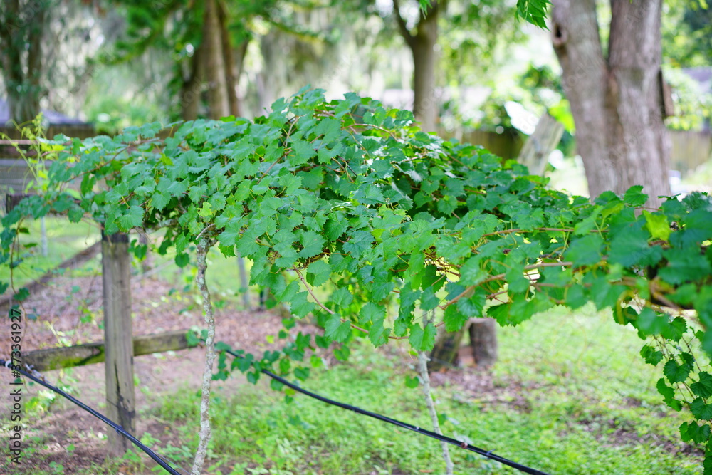 Grape fruit trees in the harvest season in Florida Grape fruit trees in the harvest season in Florida
