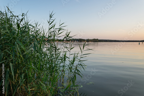 Fototapeta Naklejka Na Ścianę i Meble -  Widok przez trzciny na port jachtowy w Ostródzie