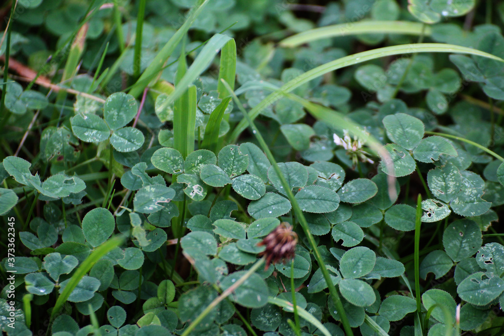 Fototapeta premium green three-leaf clover with white clover flowers