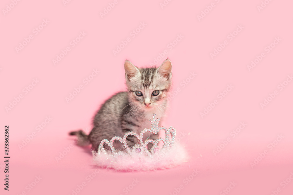 Pampered kitten sitting next to a princess crown, pink background. Pampered kitten sitting next to a princess crown, pink background.