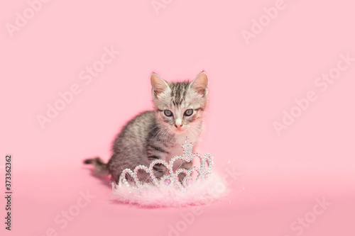 Pampered kitten sitting next to a princess crown, pink background.