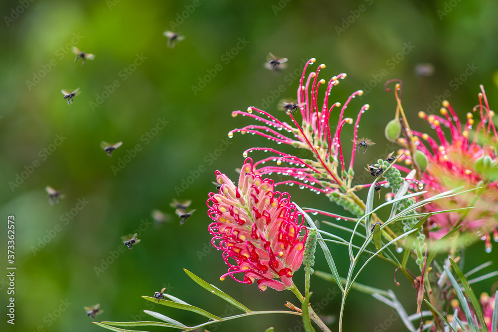 pink flower in the garden