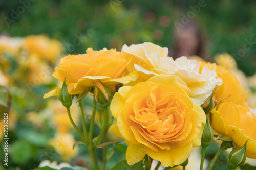 Gorgeous yellow roses in full bloom
