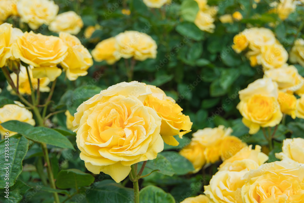 Gorgeous yellow roses in full bloom Gorgeous yellow roses in full bloom