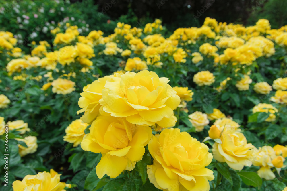 Gorgeous yellow roses in full bloom Gorgeous yellow roses in full bloom