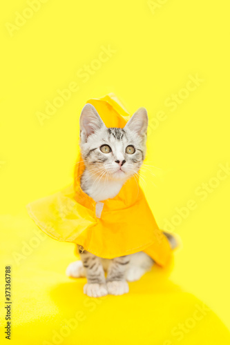 Gray and white little kitten wearing a yellow rain coat with a rain hat attached, yellow background. © Kelly