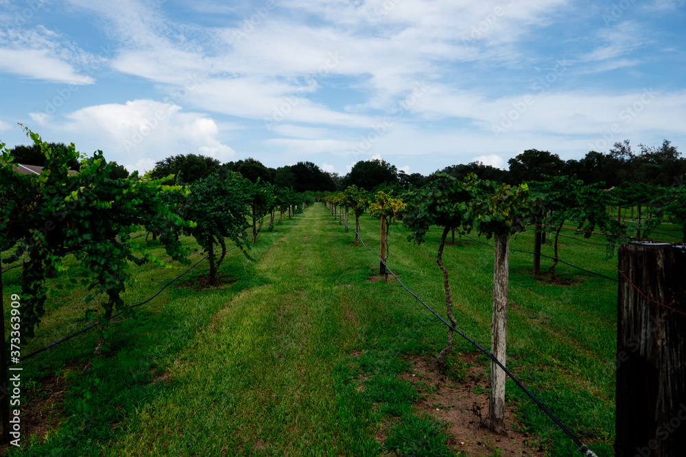 Fototapeta premium Grape fruit trees in the harvest season in Florida