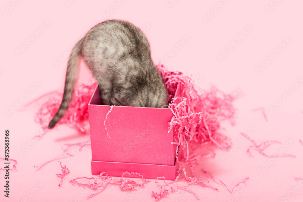 Gray tabby kitten jumping into a pink birthday or maybe valentine day gift box, pink background. - obrazy, fototapety, plakaty 