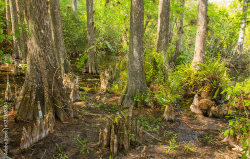 Bald cypress  Taxodium distichum  trees in Corkscrew Wildlife refuge  Florida 
