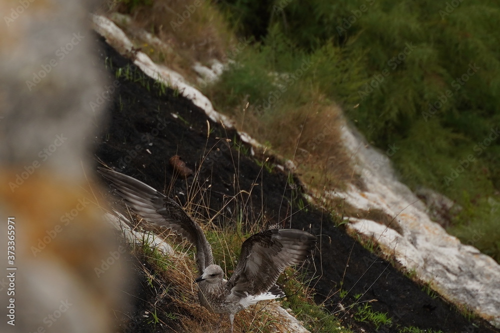 Seagull in cliff of Asturias,Spain Seagull in cliff of Asturias,Spain