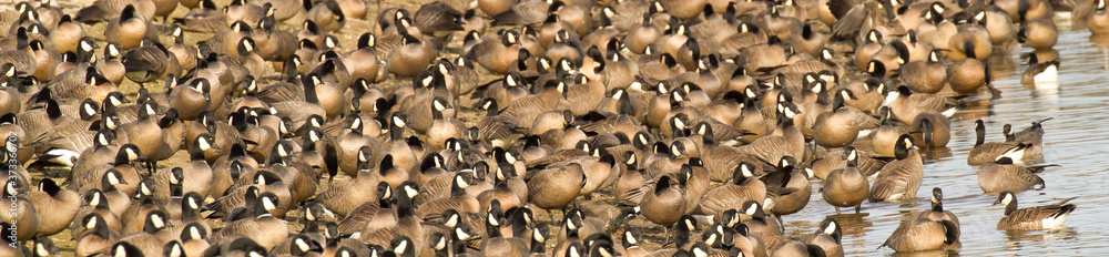 Fototapeta premium Panorama image of a large flock of Canada Geese resting in the edge of a lake