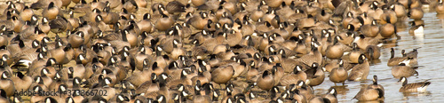 Panorama image of a large flock of Canada Geese resting in the edge of a lake