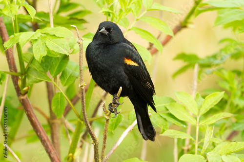 A red-winged blackbird (Agelaius phoeniceus) perched on a branch. It is a passerine bird of the family Icteridae found in most of North and much of Central America.