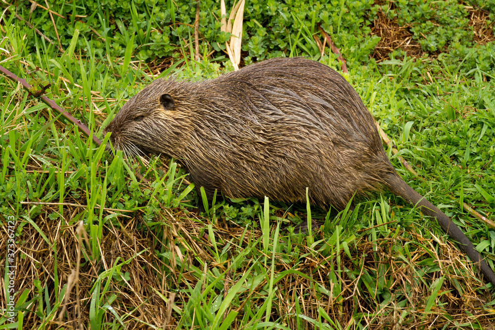 The coypu, also known as the nutria, is a large, herbivorous, semiaquatic rodent. The coypu, also known as the nutria, is a large, herbivorous, semiaquatic rodent.
