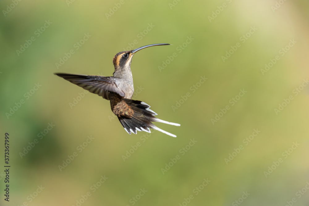 Beija flor Rabo branco de garganta rajada (Phaethornis eurynome) Beija flor Rabo branco de garganta rajada (Phaethornis eurynome)