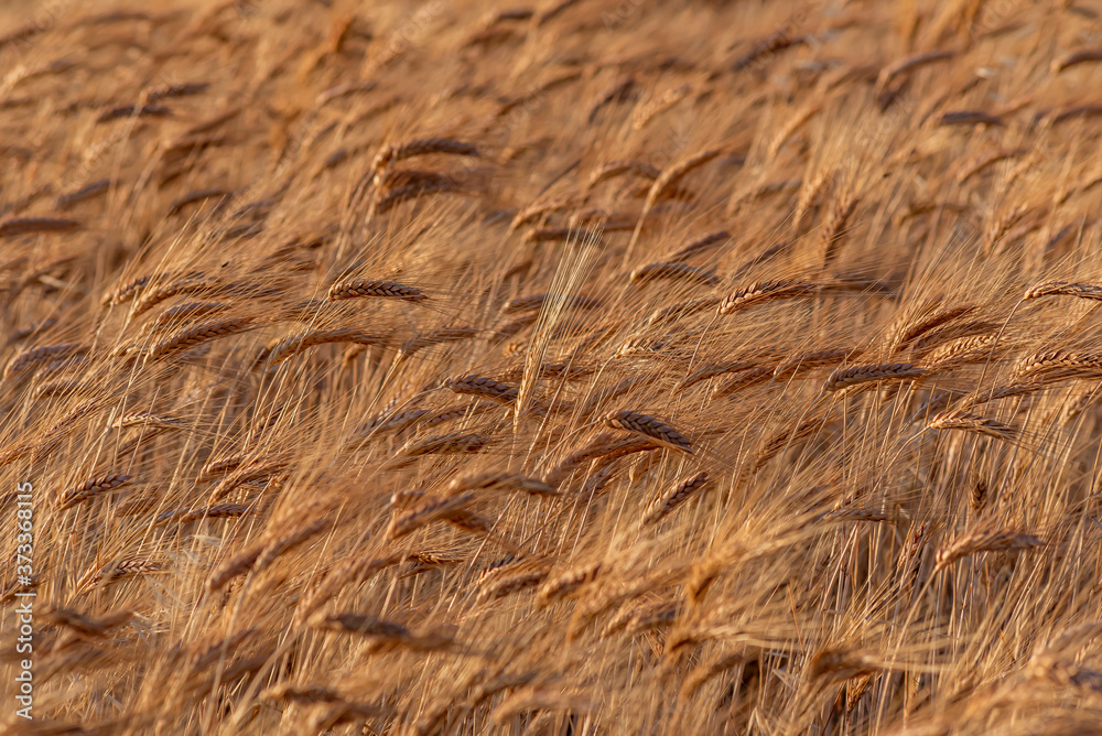 golden wheat field and sunny day. Ripe yellow wheat ears in the harvest season golden wheat field and sunny day. Ripe yellow wheat ears in the harvest season