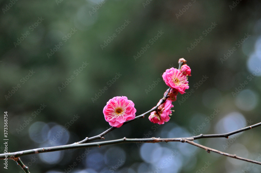 綺麗に咲いた紅冬至梅の花