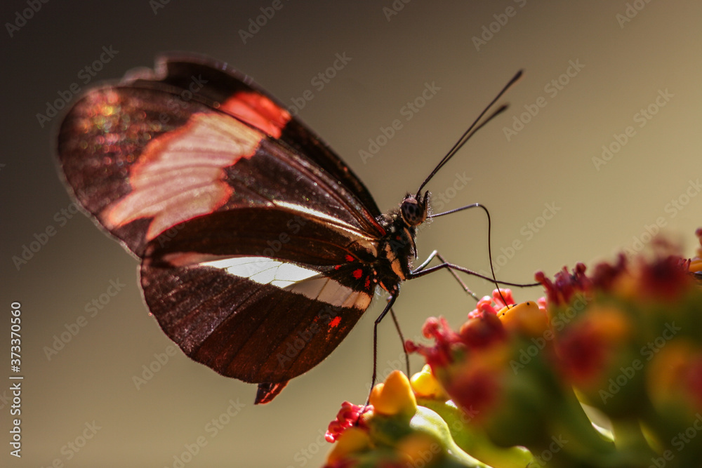 Naklejka premium butterfly on a flower